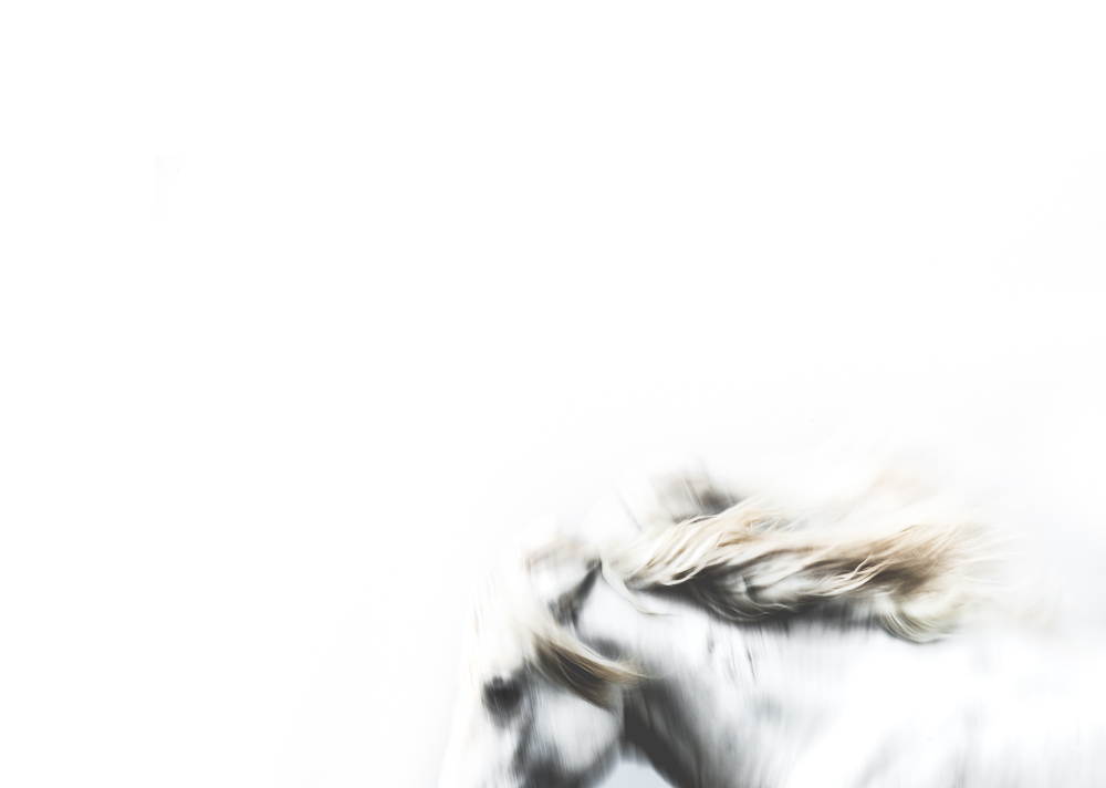CamargueWebsite-5